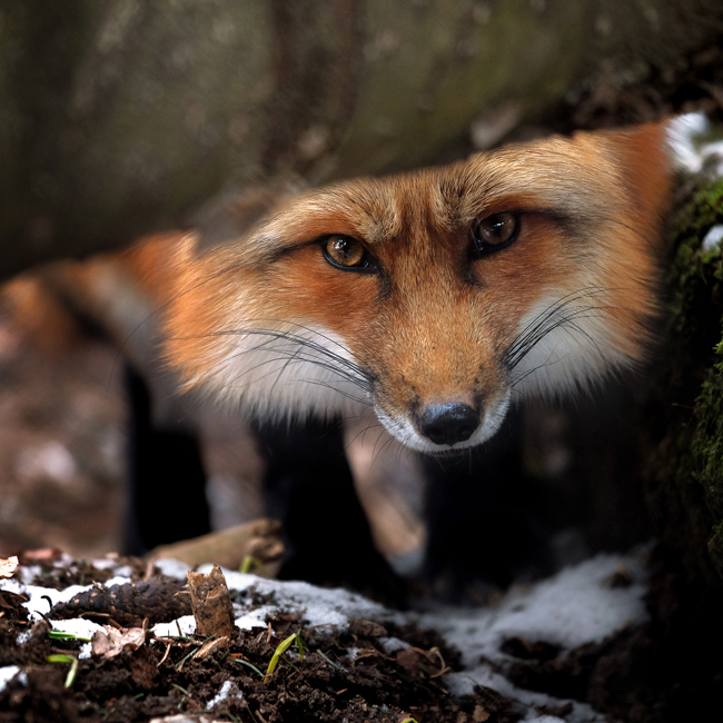 Tierfotografie-Workshop im Wildpark Poing – Tiere eindrucksvoll in Szene setzen